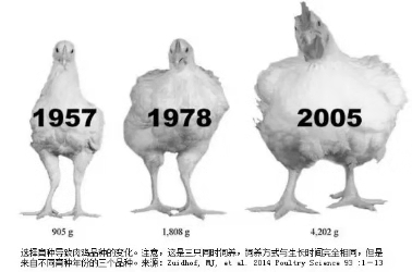 澳门原料1688茄子